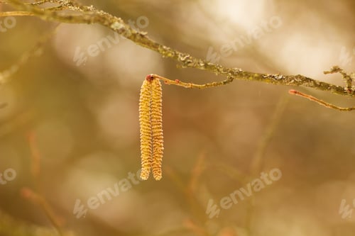 Preview: Spring Flowers Of Walnut, Lamb On A Twig, Messenger Of Spring.