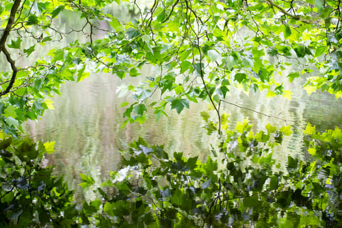 Preview: Green Leaves Reflecting In Water With Some Copy Space