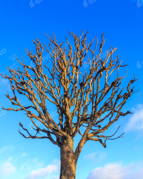 Preview: Tree Without Leaves In Winter