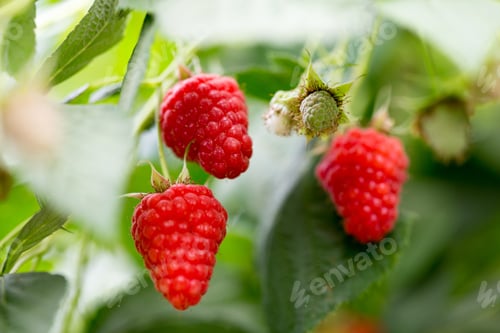 Vista previa: Eco Raspberry Ripe Close Up In The Garden.