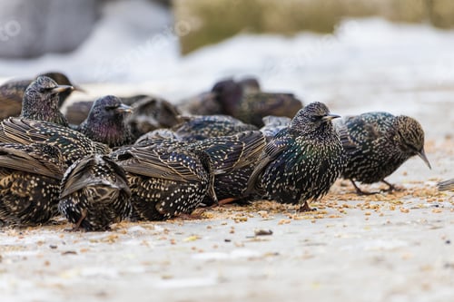 Preview: Hungry Starlings. Traditional Winter Feeding Of Birds To Help Them Get Through The Rough Season