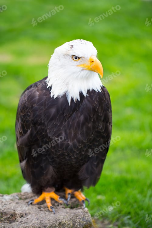 Preview: Portrait Of A Bald Eagle On Grass.