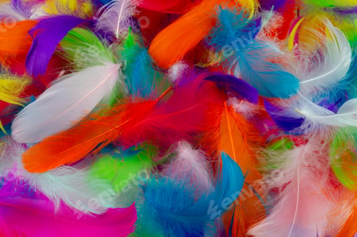 Preview: Close-Up Top View Of Lying Differently Colored Feathers
