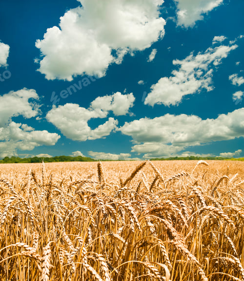 Preview: Gold Wheat Field And Blue Sky