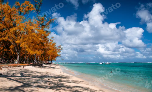 Preview: Le Morne Public Beach In Mauritius. Palms And Crystal Clear Water On A Beautiful Sunny Day.