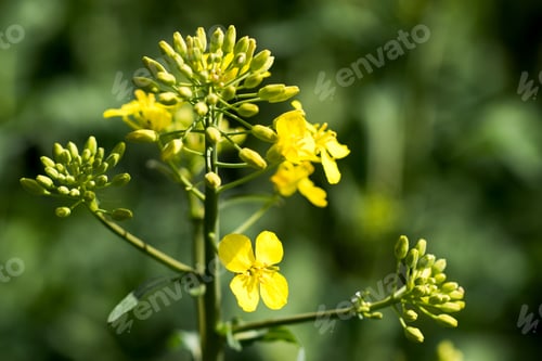 Preview: Rapeseed (Brassica Napus) Is A Crop Grown For Oilseeds, Used Mainly To Produce Oil.
