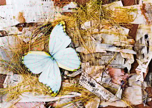 Preview: Abstract Composition From Butterflies, Birch Bark And Straw.