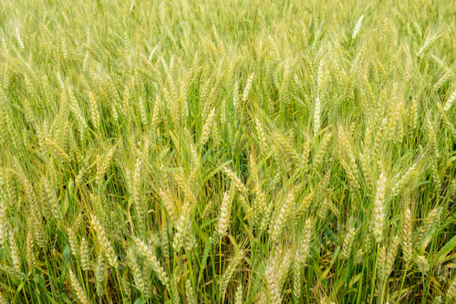 Preview: Ripening Rye On The Field In Early Summer