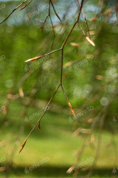 Preview: Beech Tree, Beech Spring Twig With Fresh Leaves, Game Of Reflections And Lights, Spring Natural