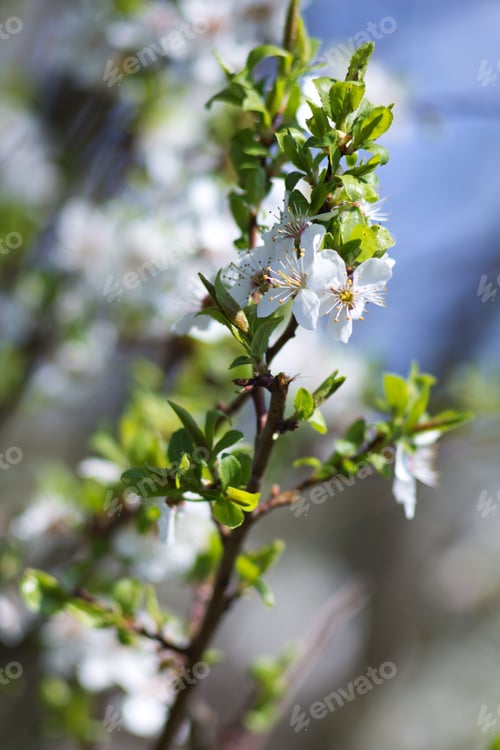 Preview: Cherry Blossom, Cherry Blossoming Twig, Spring Fruit Background.