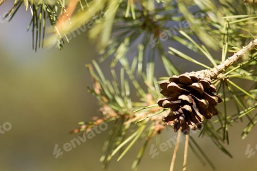 Preview: Pine Cone On Spring Nature Background.