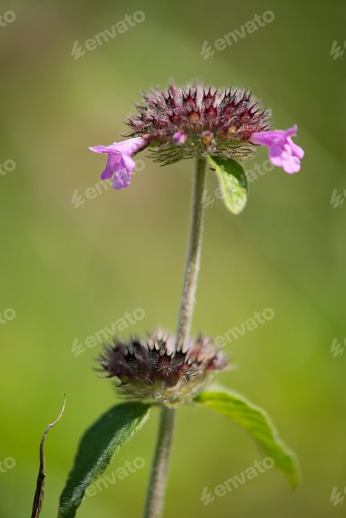 Preview: Herb Mentha Arvensis On Background.