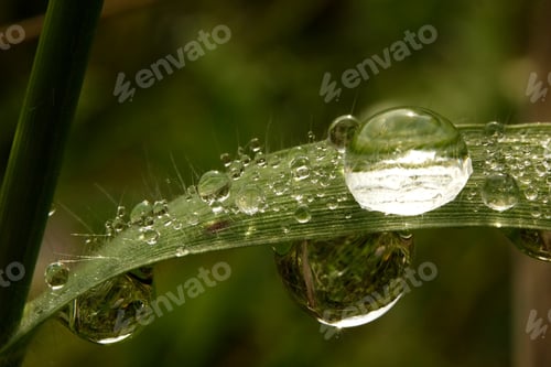 Preview: Raindrop On Green Grass For Natural Background.