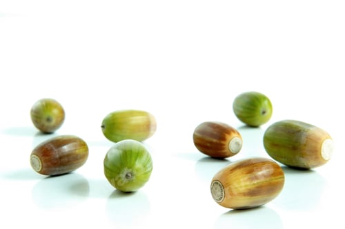 Preview: Group Of Acorns On A White Background