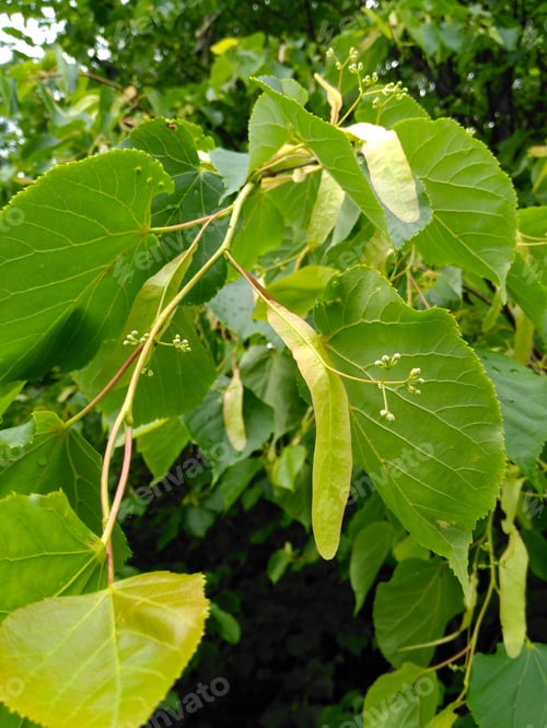 Preview: Large-Leaved Lichen, Tilia Platyphyllos Scop. (Tilia Platyphyllos Scop.) Is A Stony Tree Reaching A