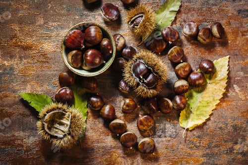 Preview: Fresh Raw Chestnuts Fruits In Autumn Season
