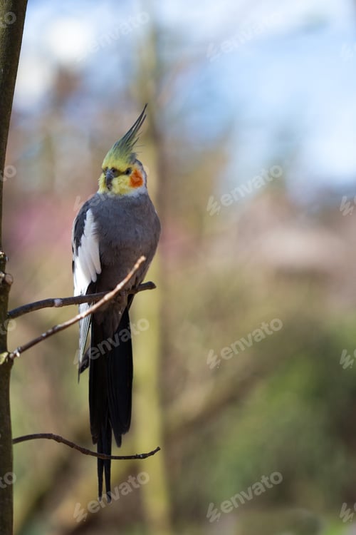 Preview: Parrot Portrait Of Bird. Wildlife Scene From Tropic Nature.