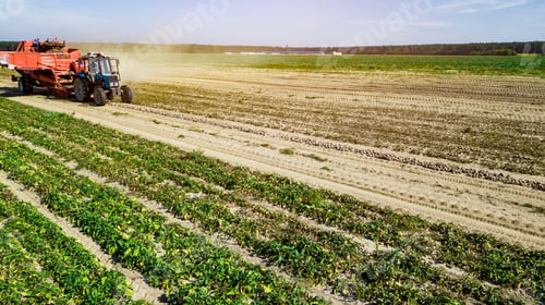 Preview: Mechanized Harvesting Of Sugar Beets In A Field In The Poland On A Sunny Day In The End Of The
