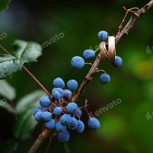 Preview: Wedding Rings On Branch With Blue Berries. Wedding Card. Valentine’S Day Greeting