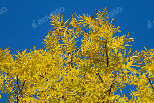 Preview: Maple Tree In Autumn In The Park, Selective Focus.