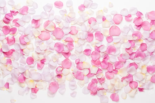 Preview: Pastel Rose Flowers Petals On White Background. Flat Lay, Top View, Copy Space.