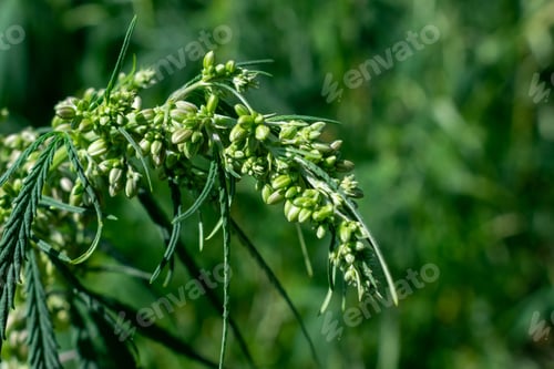 Preview: Hemp Plant Growing On The Field Closeup
