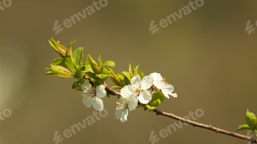 Preview: Cherry Blossom, Cherry Blossoming Twig, Spring Fruit Background.
