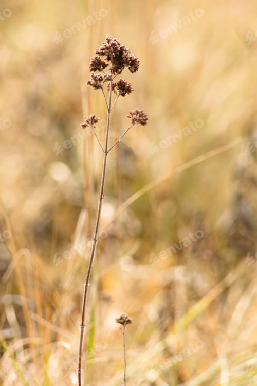 Preview: Dry Summer Flowers On A Meadow In Winter