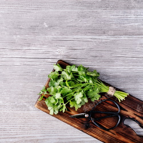 Preview: Fresh Coriander Served On Wooden Board With Metal Scissors Over White Texture Background. Top View