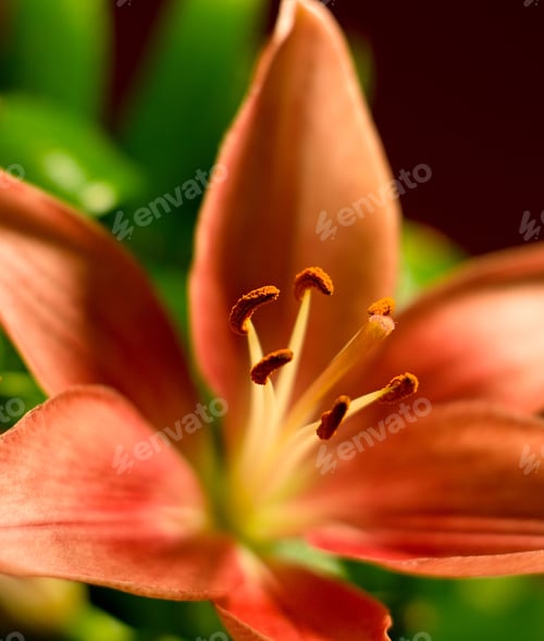 Preview: Orange Lily