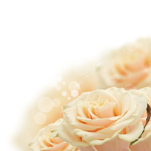Preview: Floral Background From Fresh Pastel Roses