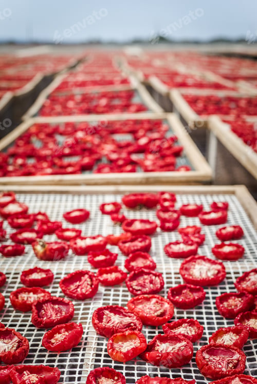 Preview: Delicious Pachino Tomatoes Drying At The Sun In A Huge Production In Sicly