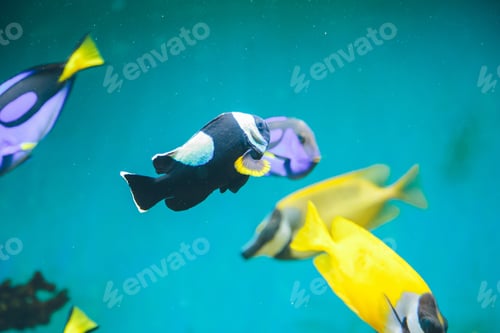 Preview: Fish In The Aquarium
