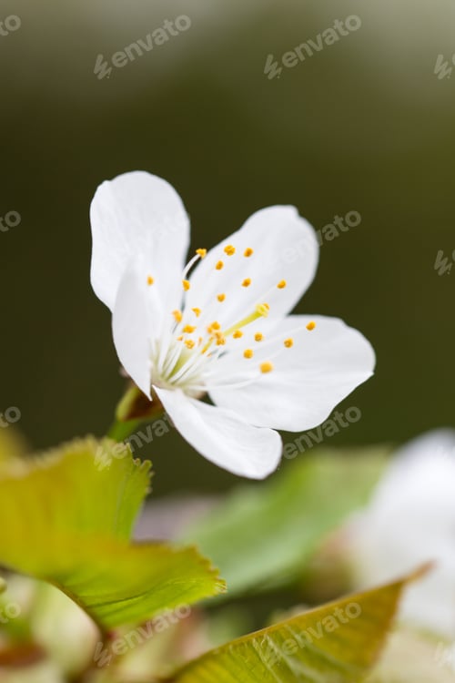 Preview: Cherry Blossom In Spring For Background.