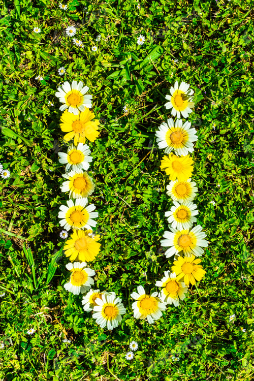 Preview: Alphabet Texture, Letter U Made Of Daisy Flowers Petals, Floral Font In Green Fresh Grass.