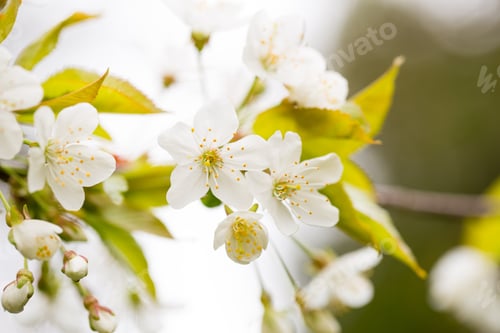Preview: Cherry Blossom In Spring For Background.