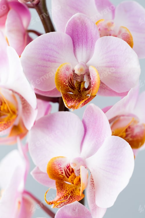 Preview: Orchid Floweron The Grey Background.