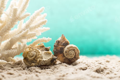 Preview: Underwater Coral, Shells And Sand. Sea Scene.