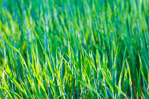 Preview: Green Young Rye Background