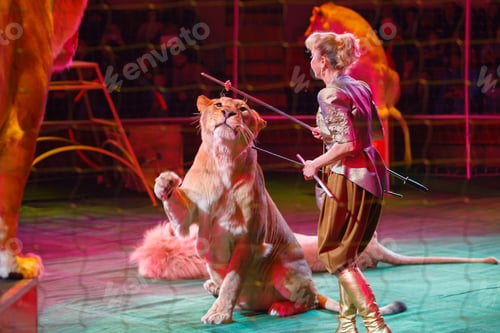 Preview: Performances Of The Lion Handler In The Circus