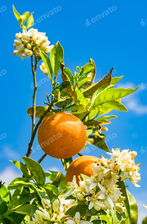 Preview: Fresh Orange Tree Fruits And Blossoms With Blue Sunny Sky Background.