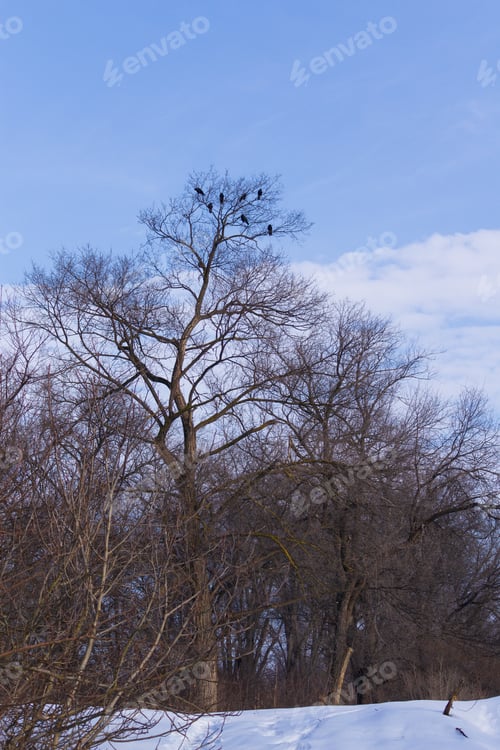 Preview: Black Ravens On Tree Branches In A Winter Snowy Forest