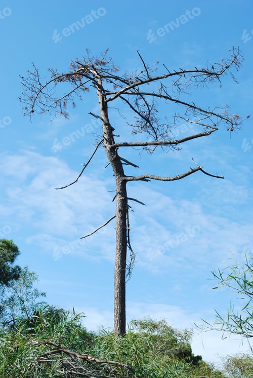 Preview: Beautiful And Naked Tree Against Blue Sky Background