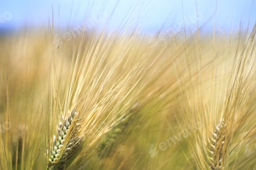 Preview: Blurry Wheat Field, Abstract Background