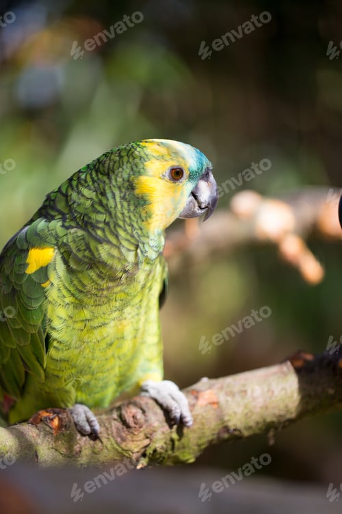 Preview: Parrot Portrait Of Bird. Wildlife Scene From Tropic Nature.