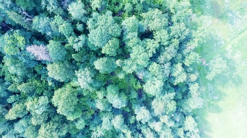 Preview: Aerial View Of Beautiful Forest With River.