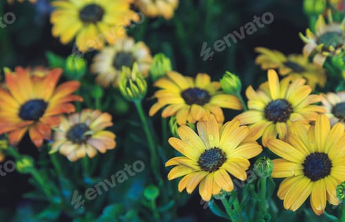Preview: Gerbera Flowers Close-Up