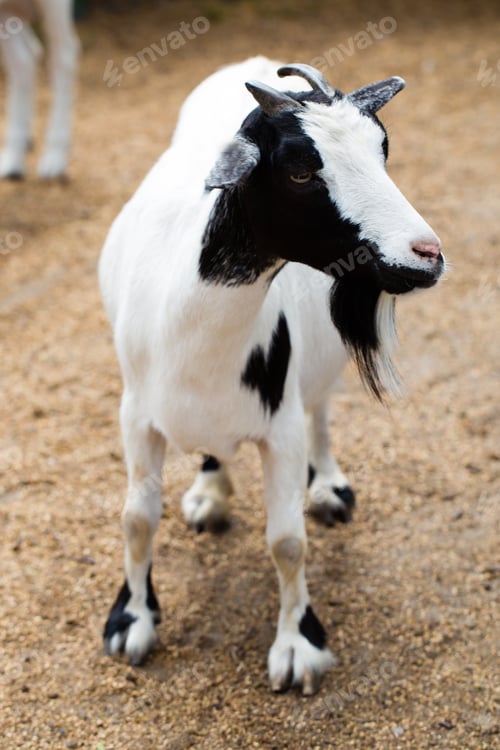 Preview: Billy Goat On The Wild National Park.
