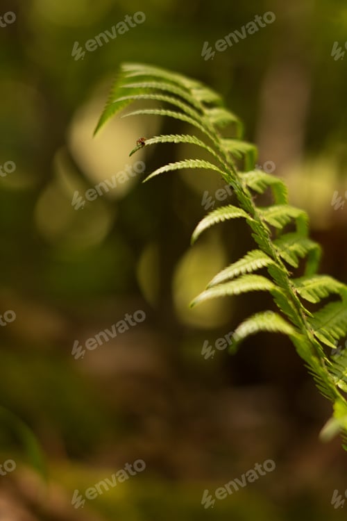 Preview: Antarctic Diksonia (Dicksonia Antarctica) Is A Tree-Like Fern From The Diksoni Family, Originally
