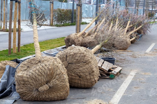 Preview: Balled And Burlapped Tree Ready For Transplanting. Root Ball Of Trees Ready For Planting At The New